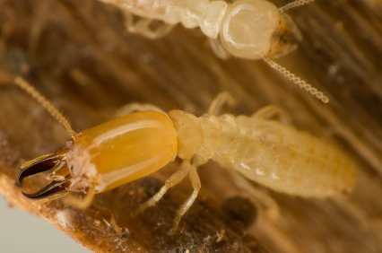termite control kansas city exterminator