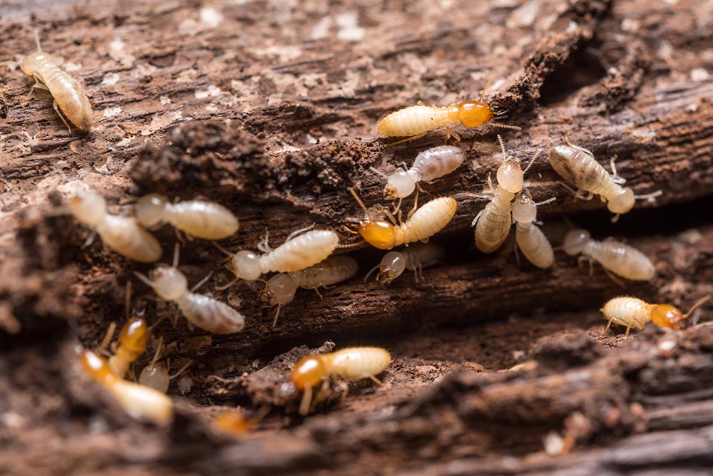 termite control kansas city